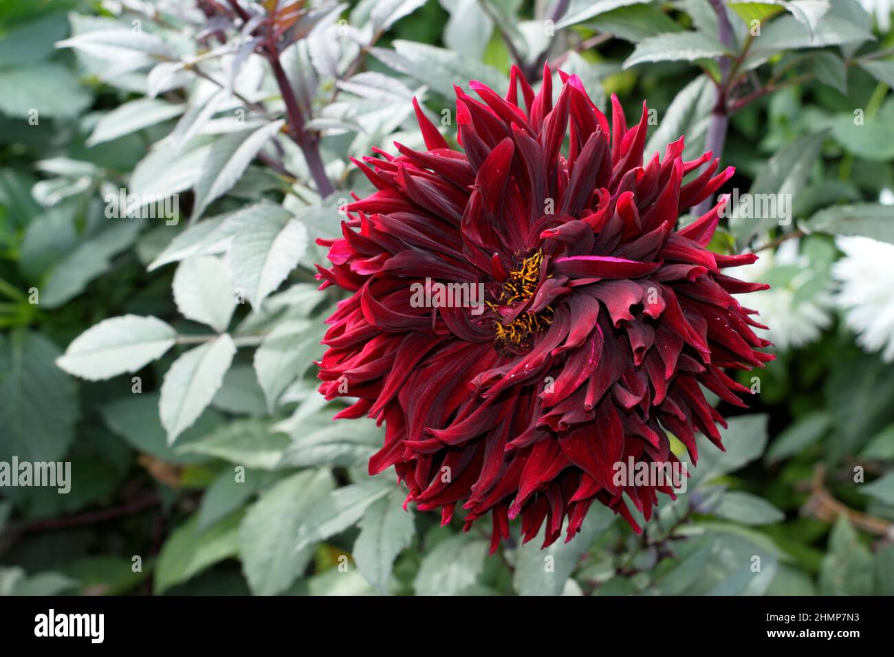 Dahlia 'Black Jack', große tiefrote Halbkaktus-Dahlie im Septembergarten. VEREINIGTES KÖNIGREICH Stockfoto
