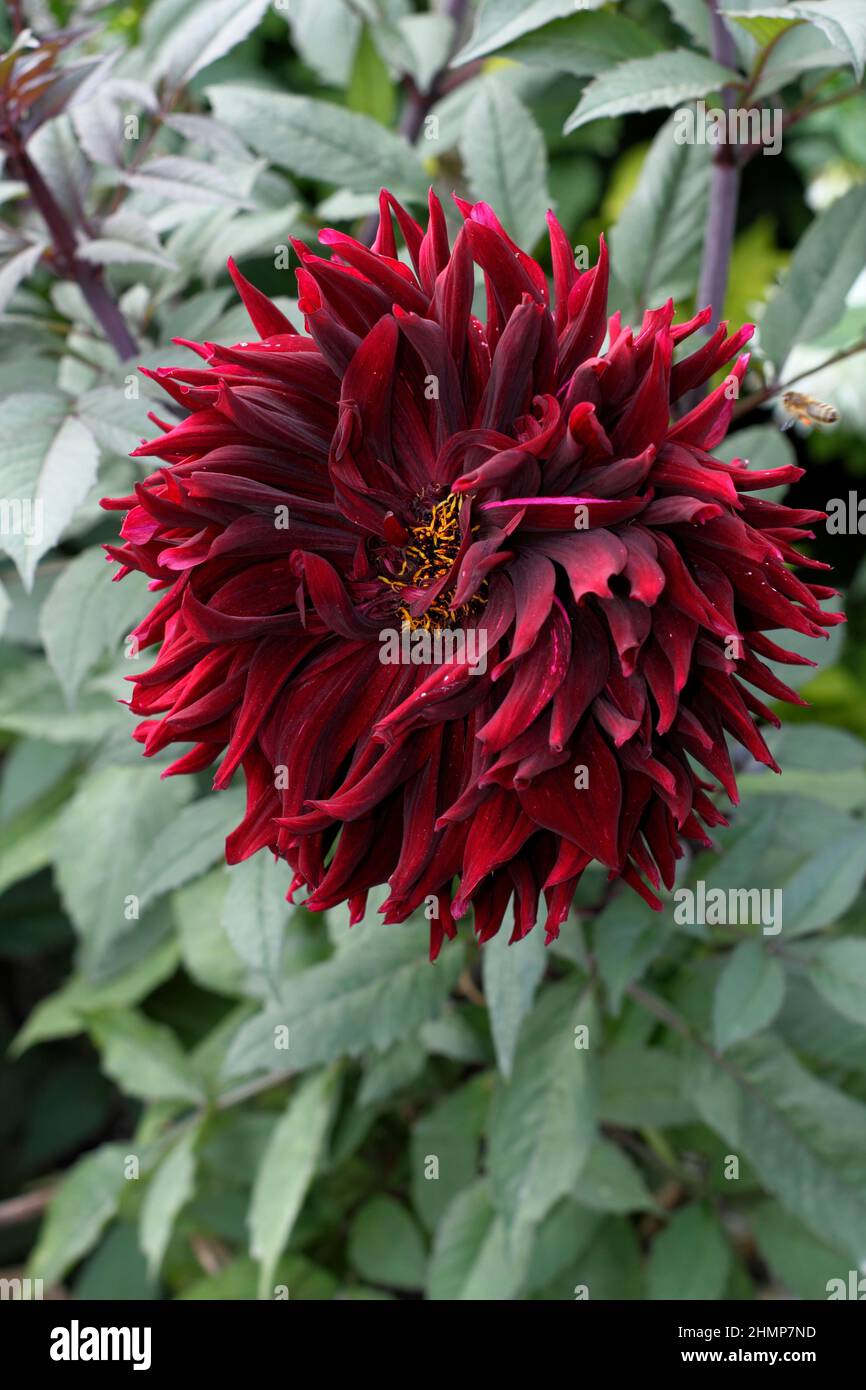 Dahlia 'Black Jack', große tiefrote Halbkaktus-Dahlie im Septembergarten. VEREINIGTES KÖNIGREICH Stockfoto