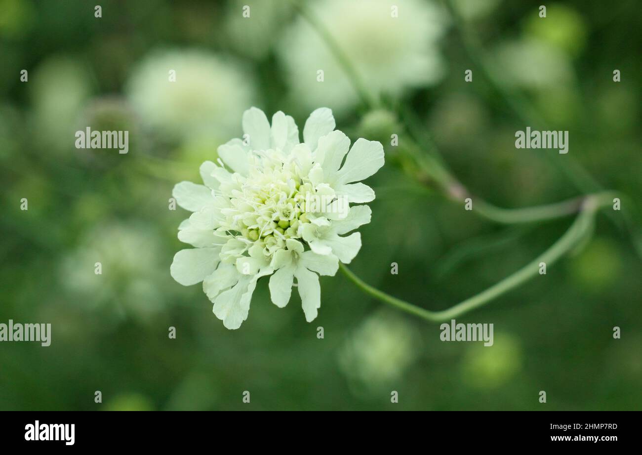 Scabiosa columbaria subsp. Ochroleuca. Zierliche Blüten von hellgelber Scabiosa. VEREINIGTES KÖNIGREICH Stockfoto