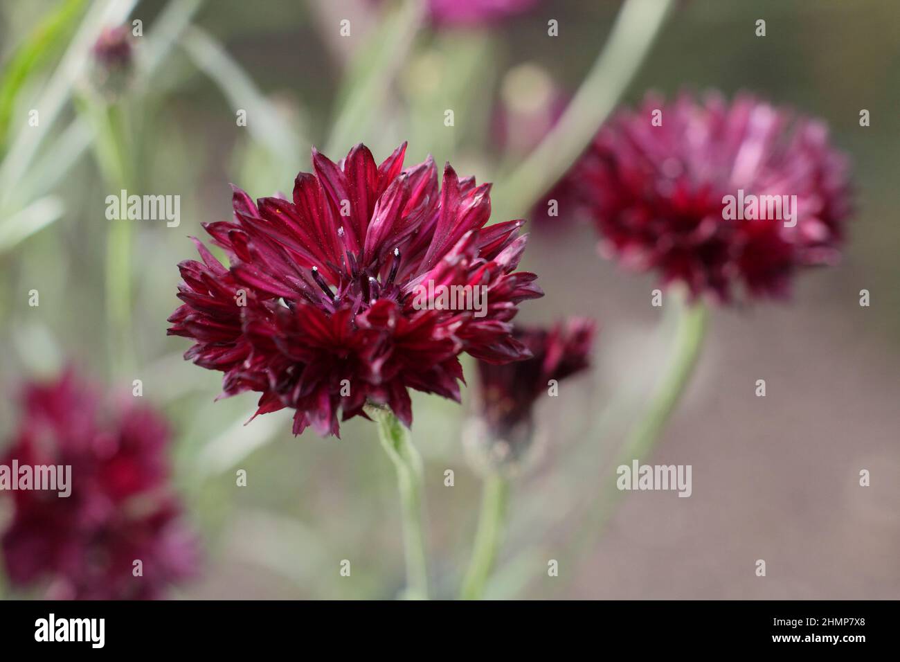 Kornblumen. Centaurea Cyanus „Black Ball“ Kornblume, eine tiefrote, harte Jahresblume mit doppelten Blüten im Spätsommer. UK Stockfoto