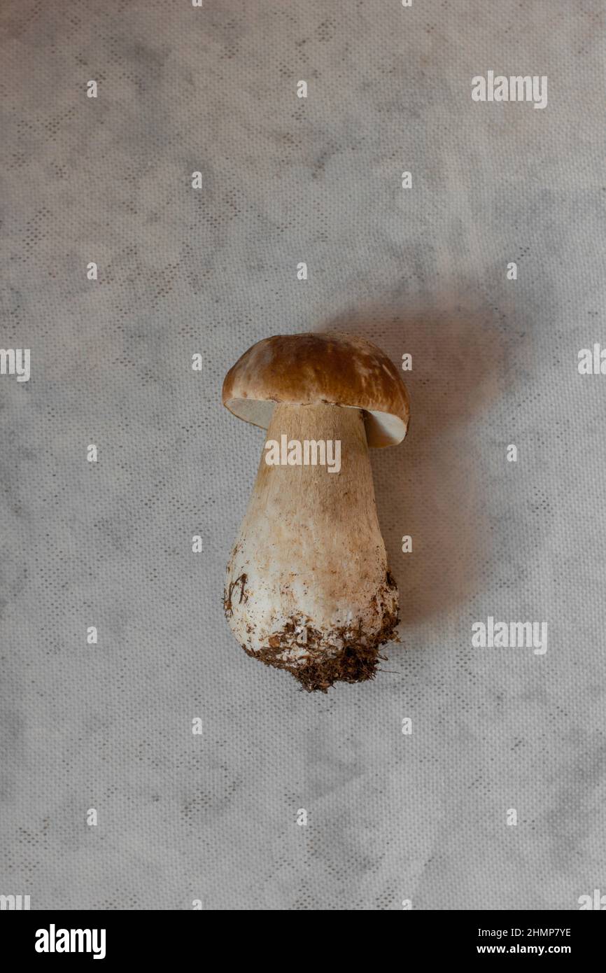 Steinpilzen. Nahaufnahme von Pilzen. Großer Pilz Stockfoto