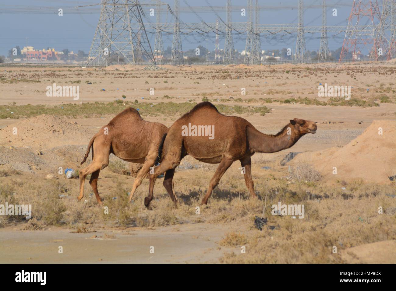 Anderthalb Kamele. Stockfoto