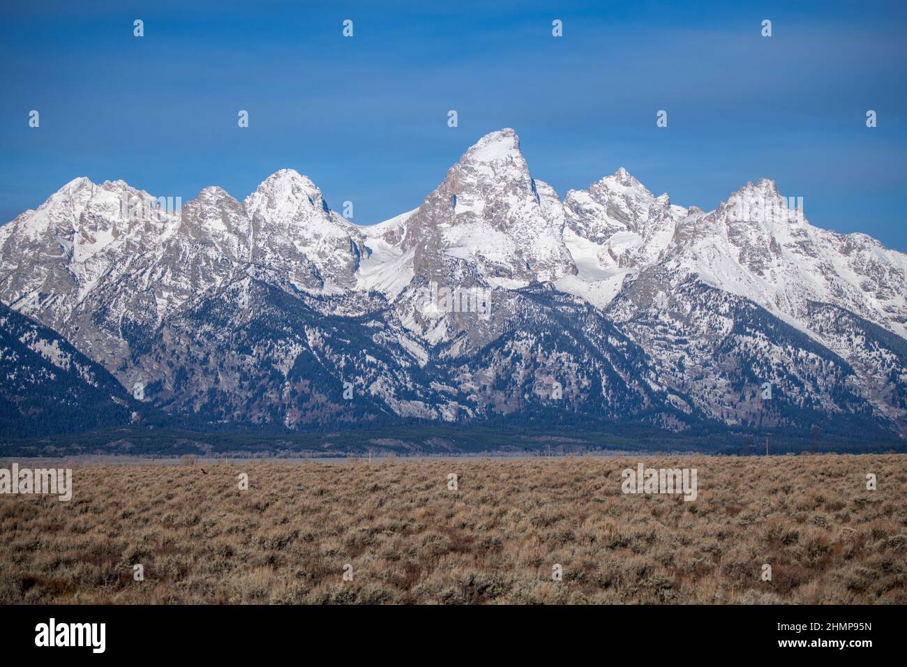 Wildtiere im Grand Teton Nationalpark, Yellowstone Nationalpark mit Berg- und Schneehintergrund Stockfoto