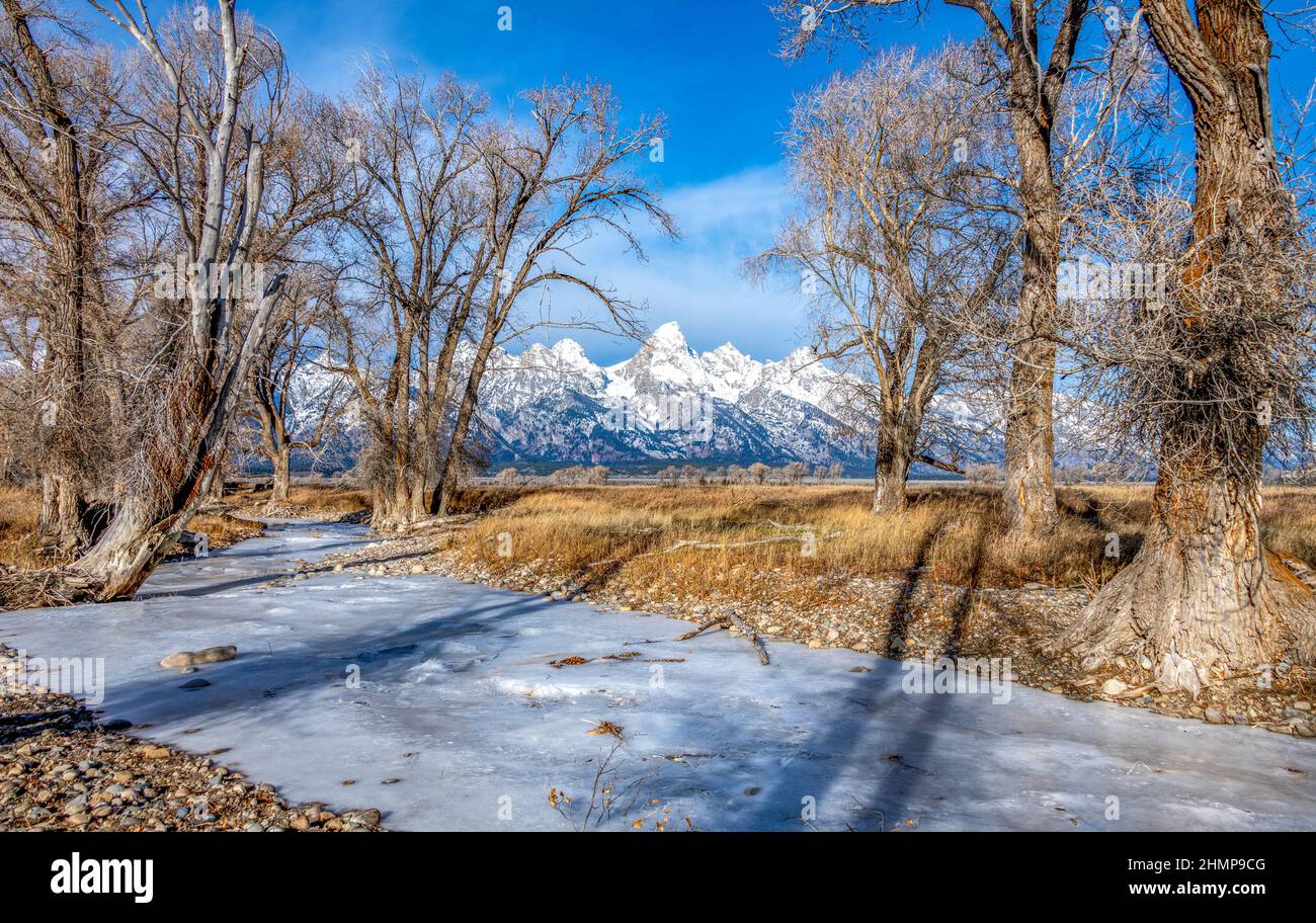 Wildtiere im Grand Teton Nationalpark, Yellowstone Nationalpark mit Berg- und Schneehintergrund Stockfoto