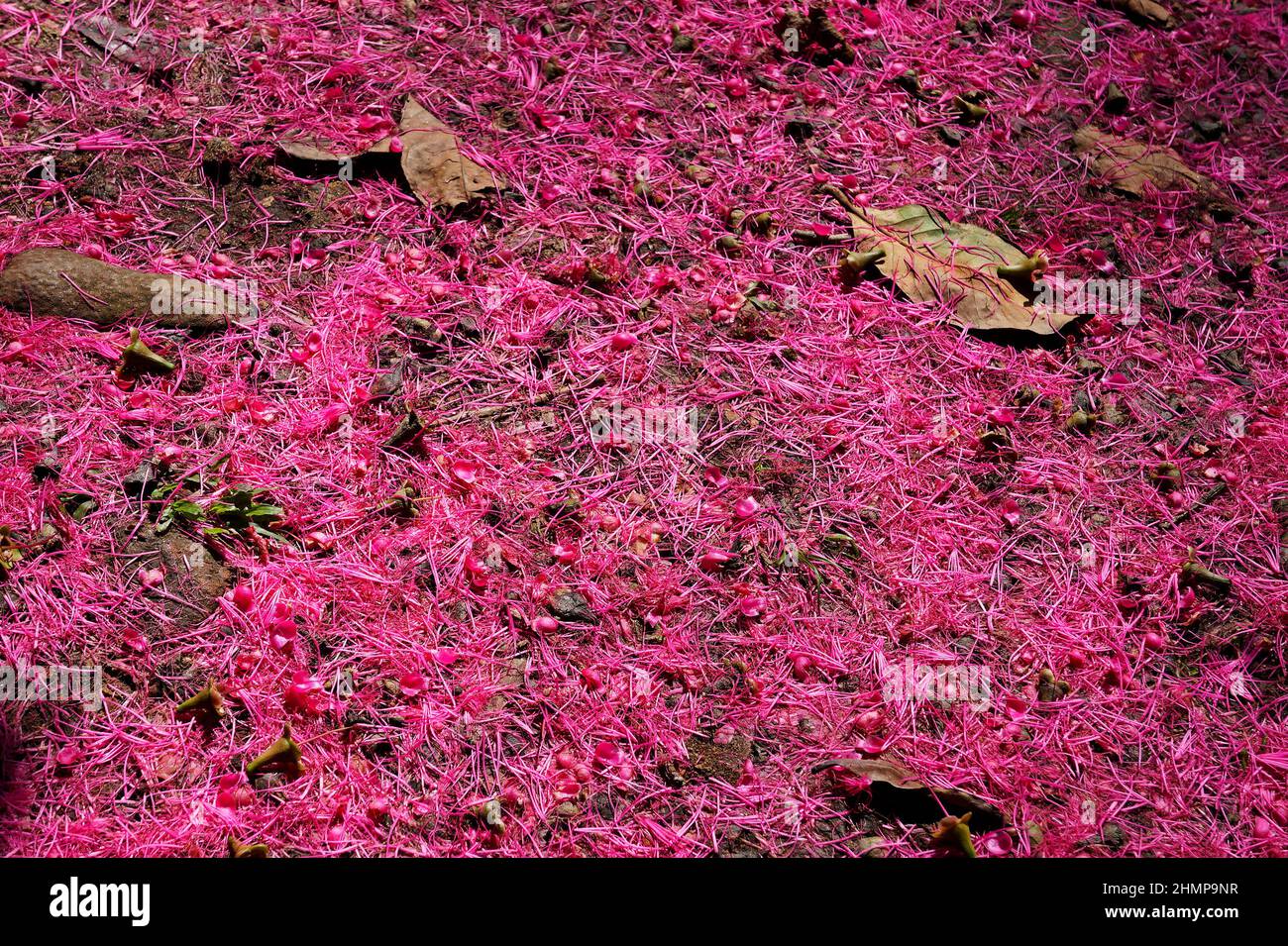 Malaiischer Apfel blüht (Syzygium malaccense) auf dem Boden Stockfoto