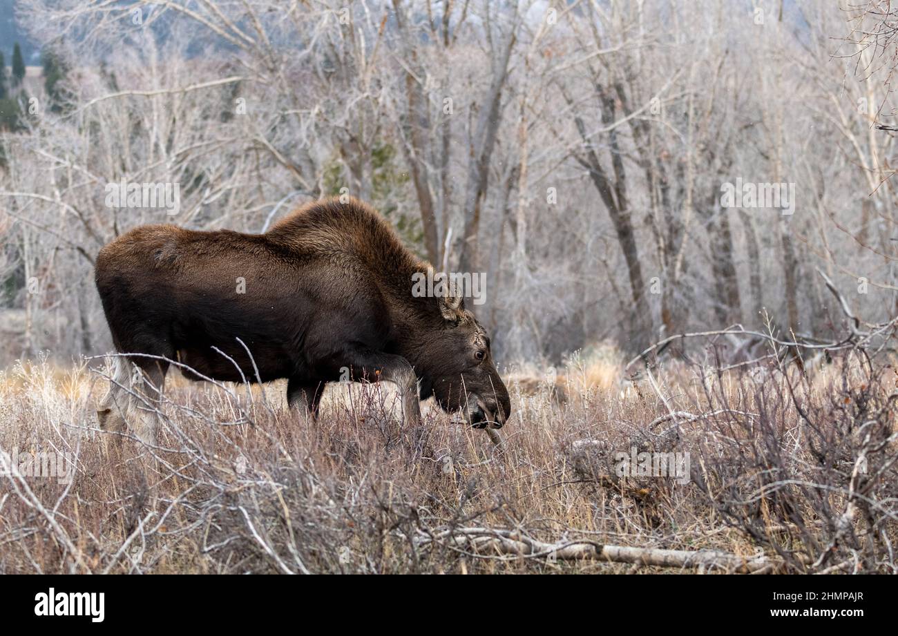 Wildtiere im Grand Teton Nationalpark, Yellowstone Nationalpark mit Berg- und Schneehintergrund Stockfoto