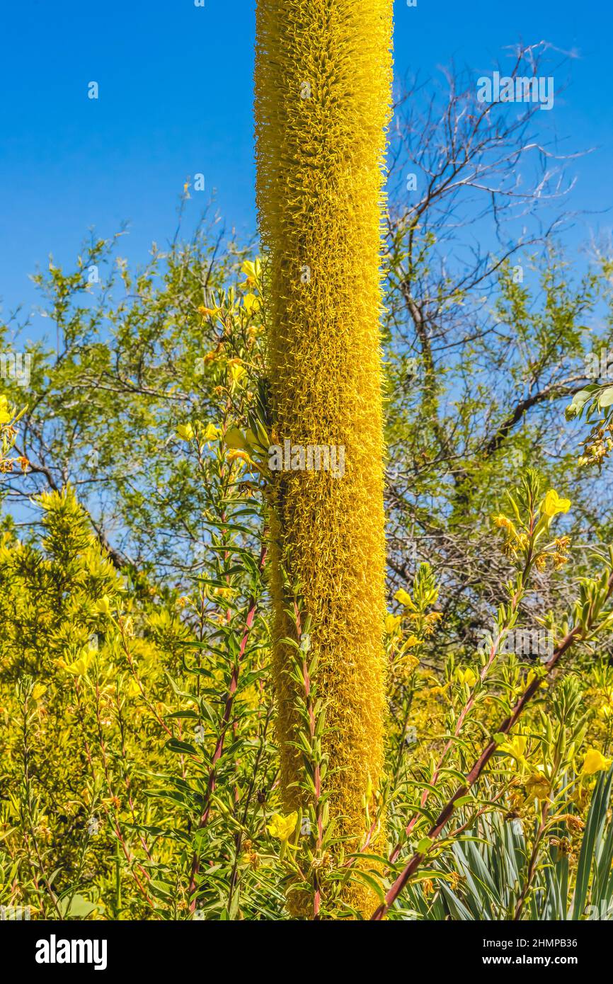 Zwei Hohe Gelbe Faden Agave Blhende Agave Filifera Desert Botanical Garden  Phoenix Arizona Stockfotografie - Alamy