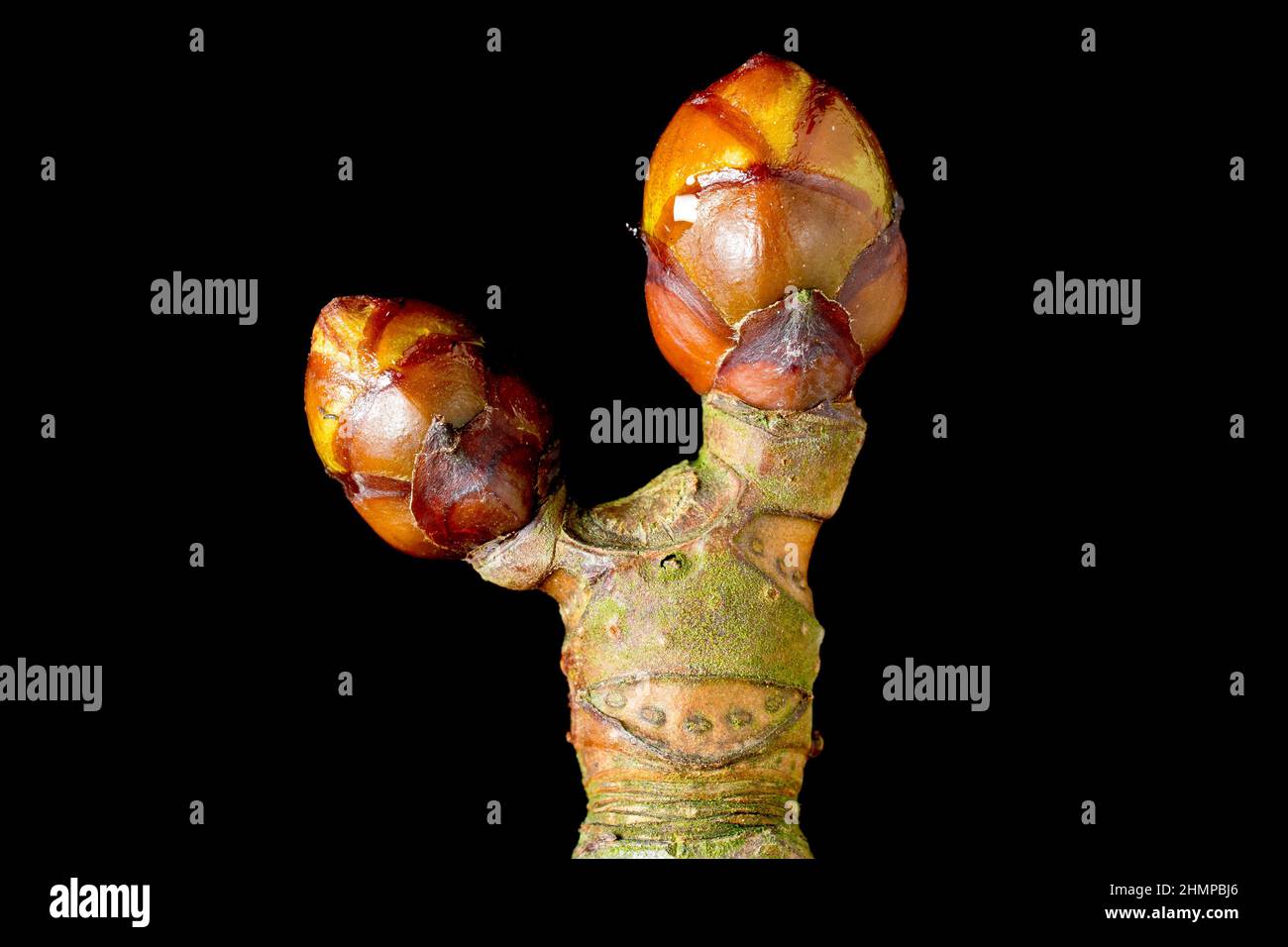 Horse Chestnut oder Conker Tree (aesculus hippocastaneum), Nahaufnahme von zwei Blattknospen am Ende eines Astes, isoliert vor schwarzem Hintergrund. Stockfoto