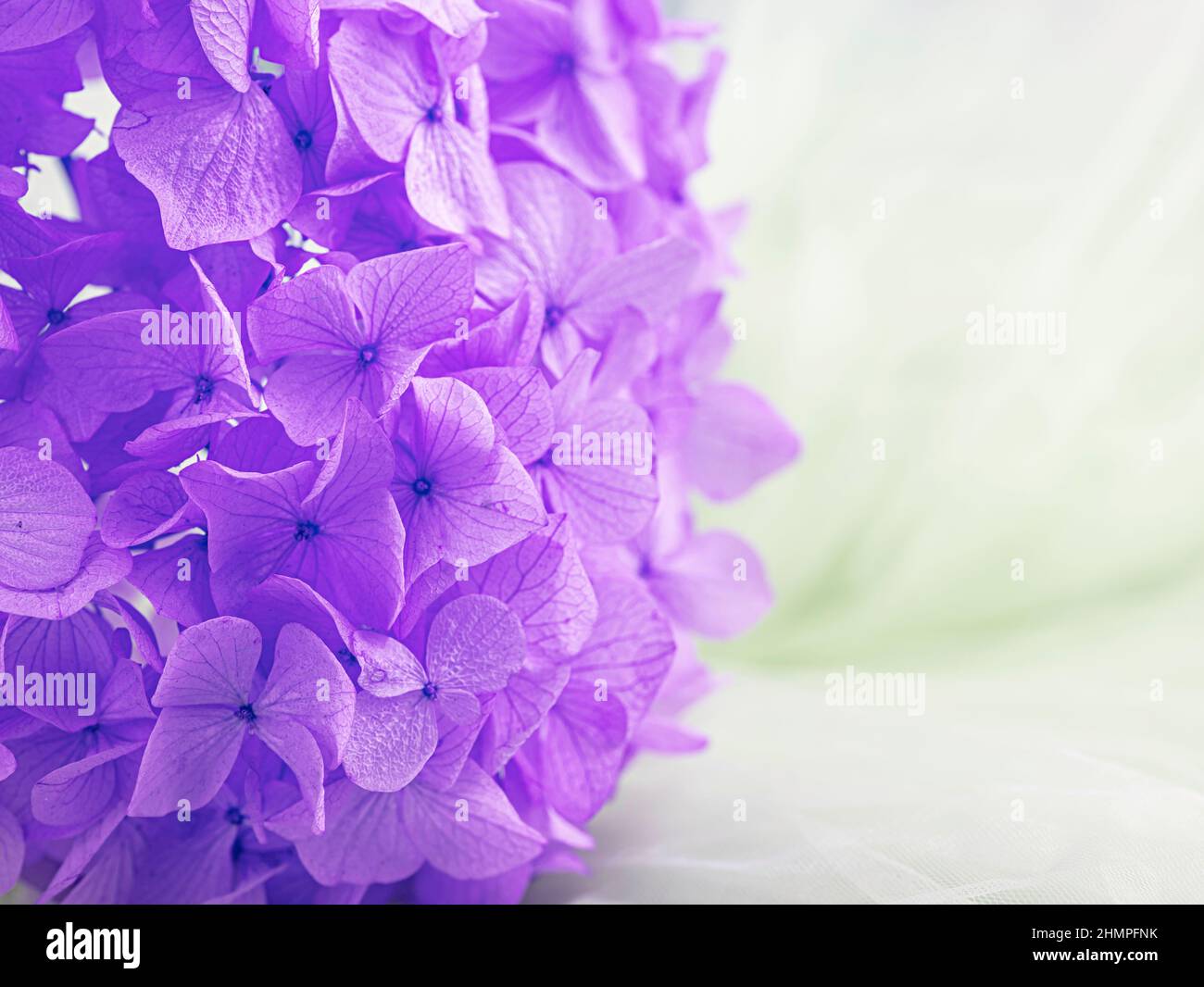 Erhaltene Hortensien aus der Nähe. Ewig, stabil, für immer Hortensienblüte. Stabilisierte Blüten. Selektiver Fokus Stockfoto