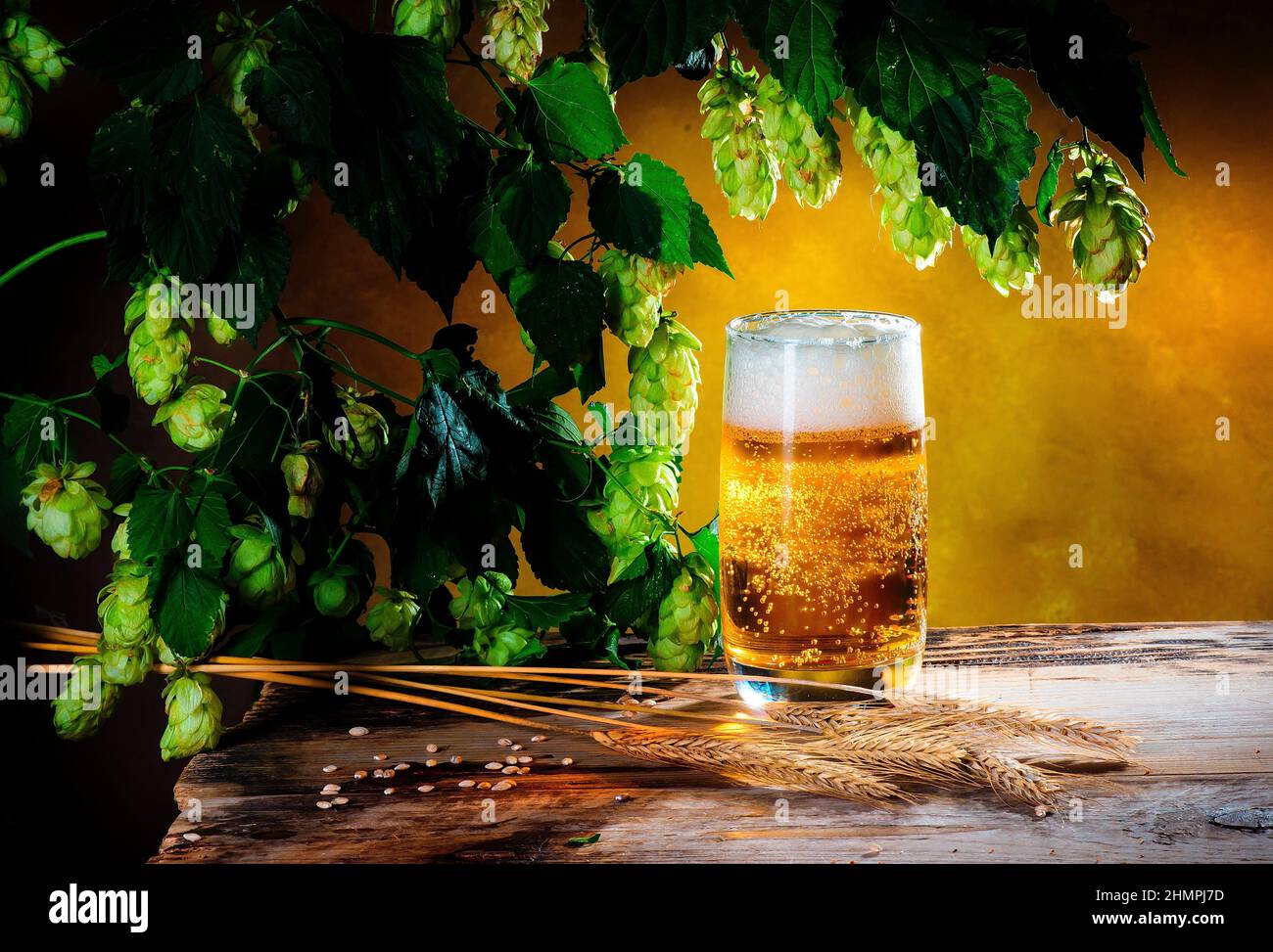 Stillleben mit einem Glas Bier und grünem Hopfen und Ohren aus Gerste auf einem alten Holztisch Stockfoto