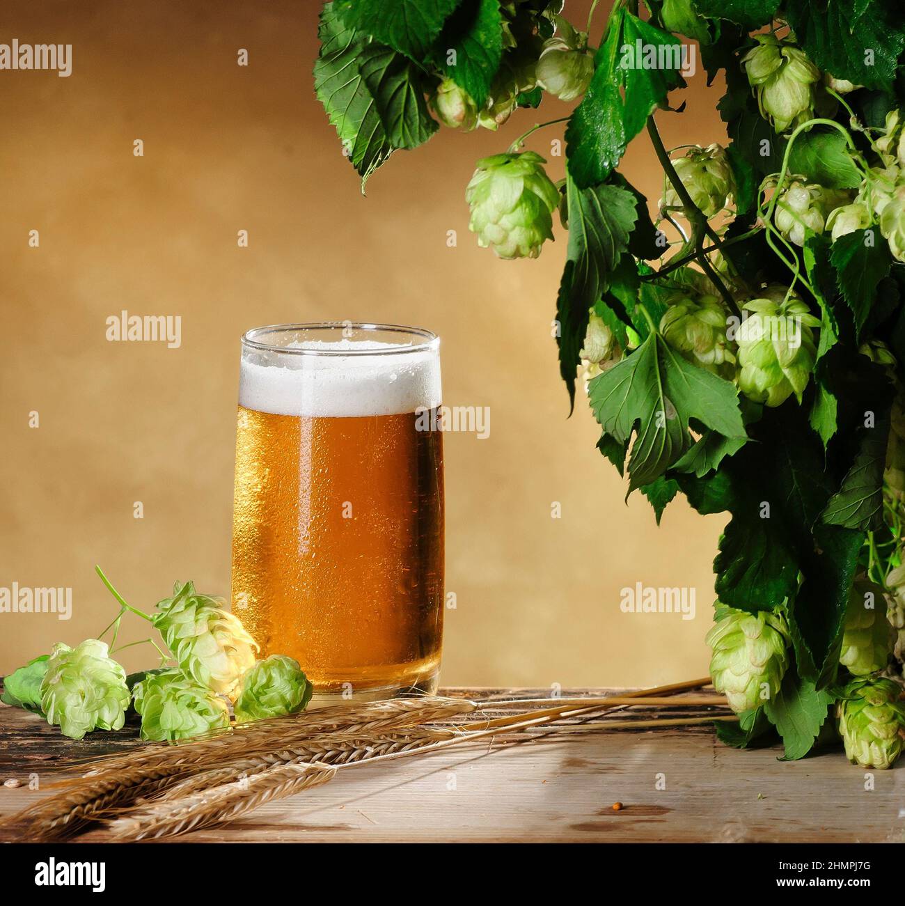 Stillleben mit einem Glas Bier und grünem Hopfen und Ohren aus Gerste auf einem alten Holztisch Stockfoto