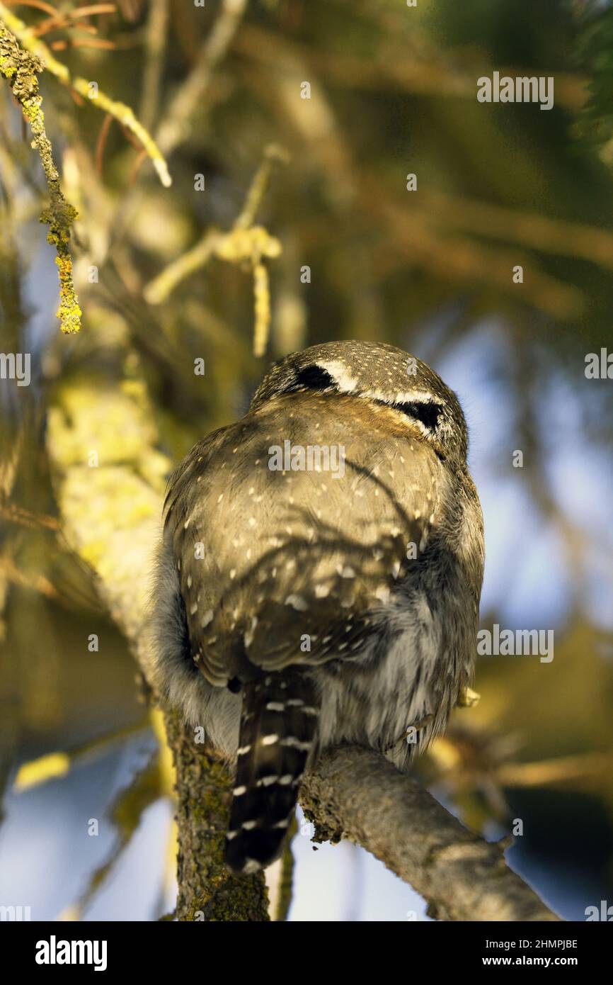Nördliche Zwergkauz (Glaudidium gnoma) von der Rückseite mit ihren Augenflecken. Yaak Valley, MT. (Foto von Randy Beacham) Stockfoto