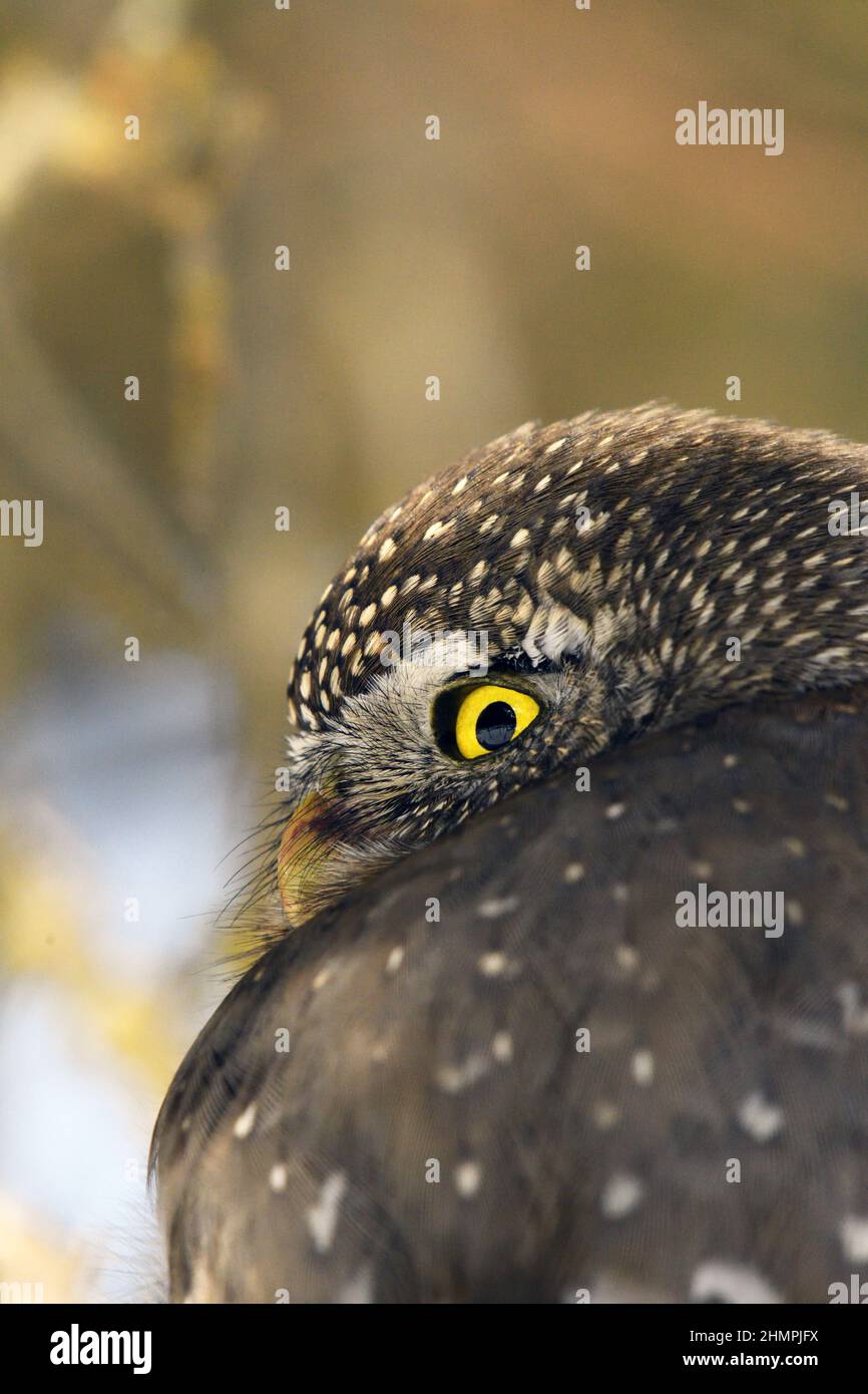 Nördliche Zwergkauz (Glaucidium gnoma) im Winter. Yaak Valley, nordwestlich von Montana. (Foto von Randy Beacham) Stockfoto