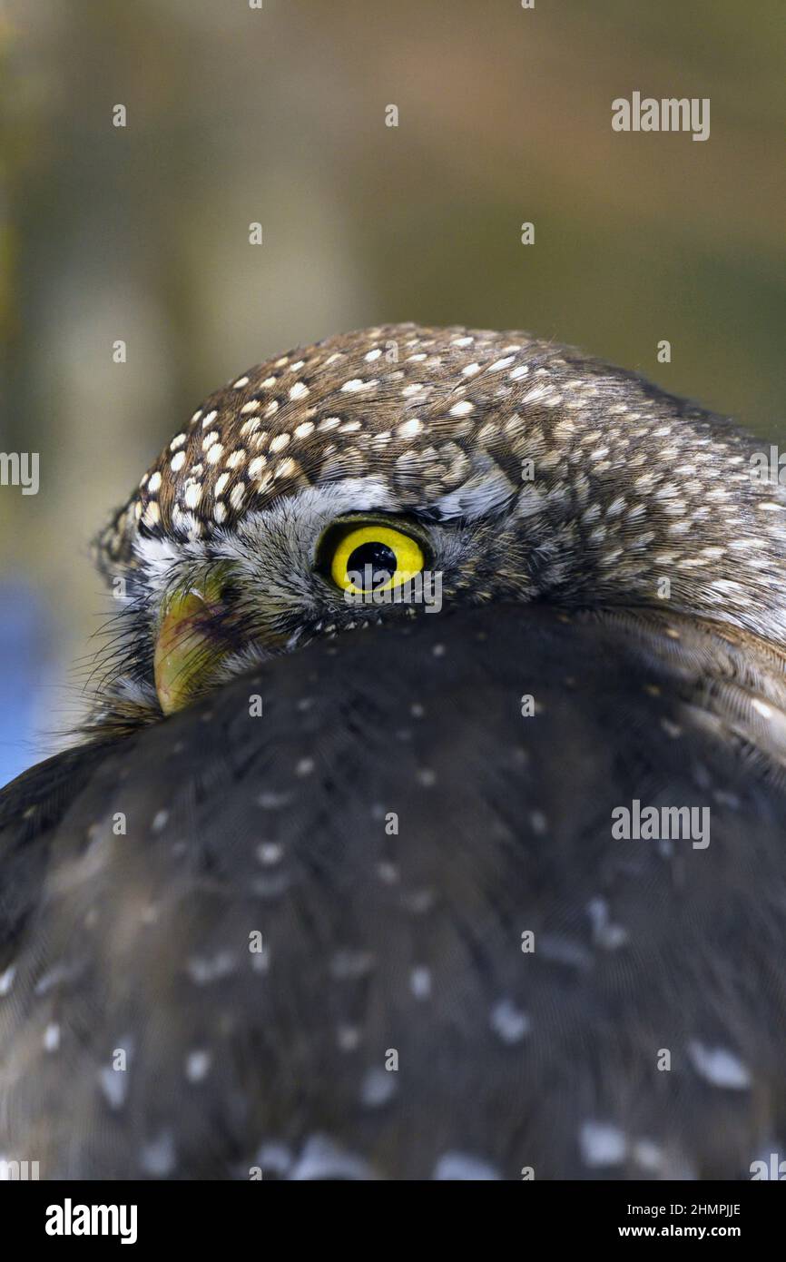 Nördliche Zwergkauz (Glaucidium gnoma) im Winter. Yaak Valley, nordwestlich von Montana. (Foto von Randy Beacham) Stockfoto