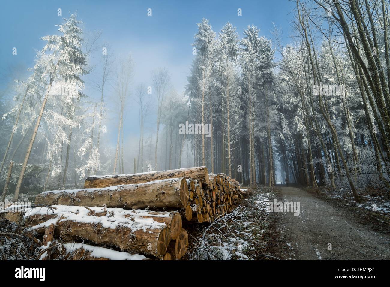 Baumstämme an einer Winterstraße im Wald, Remetschwil, Aargau, Schweiz Stockfoto