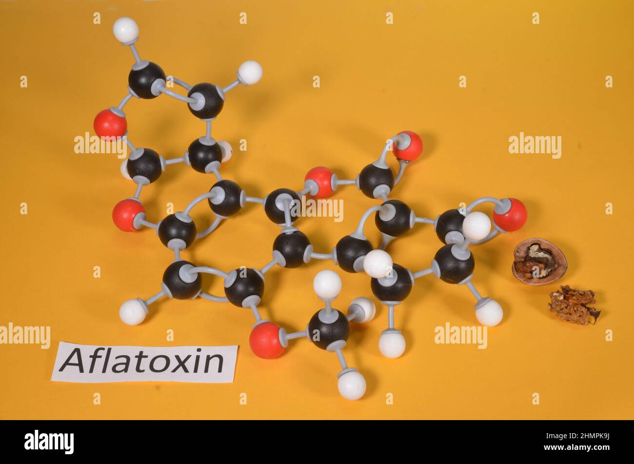 Molekülmodell OG Aflatoxin B1, mit einer Probe von pilzbefallenen Walnüssen. Rot ist Sauerstoff, Schwarz ist caron und weißer Wasserstoff. Stockfoto