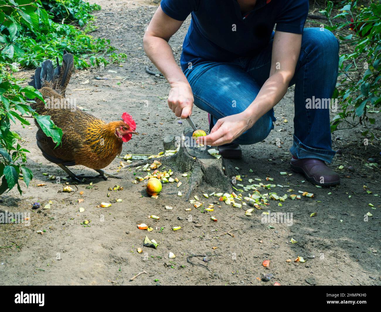 Frau hockt in ihrem Garten und hackt einen Apfel für ihr Huhn, Polen Stockfoto