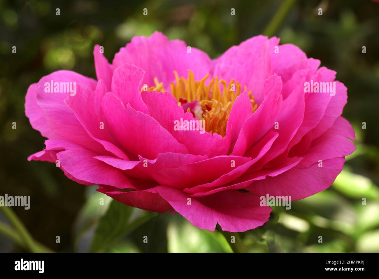 Paeonia lactiflora Goody. Eine Blume im Freien aus nächster Nähe. Doppelte karmesinrote Pfingstrose. Stockfoto