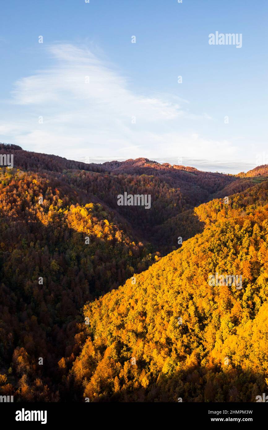 Herbstwaldlandschaft, Gipfel der Puigsacalm, La Garrotxa, Girona, Spanien Stockfoto