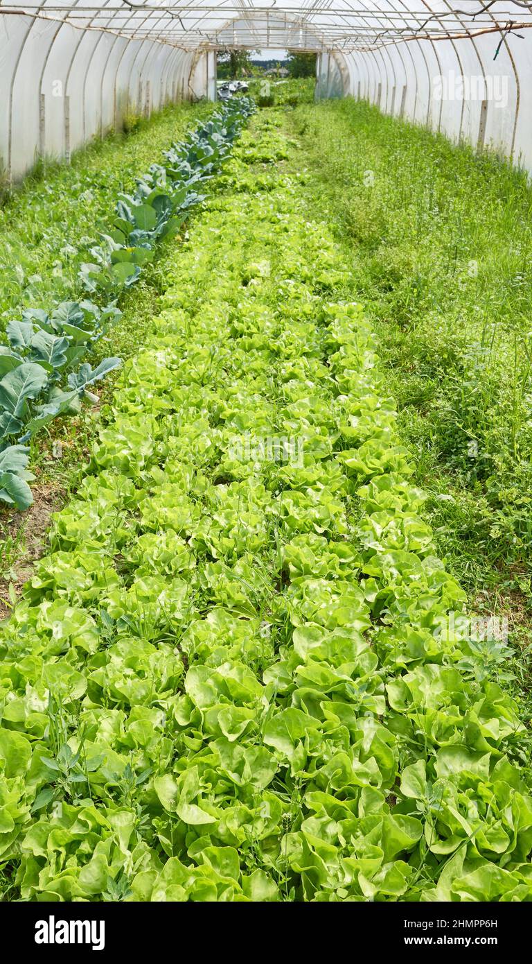 Bio-Salat Anbau in einem Gewächshaus. Stockfoto