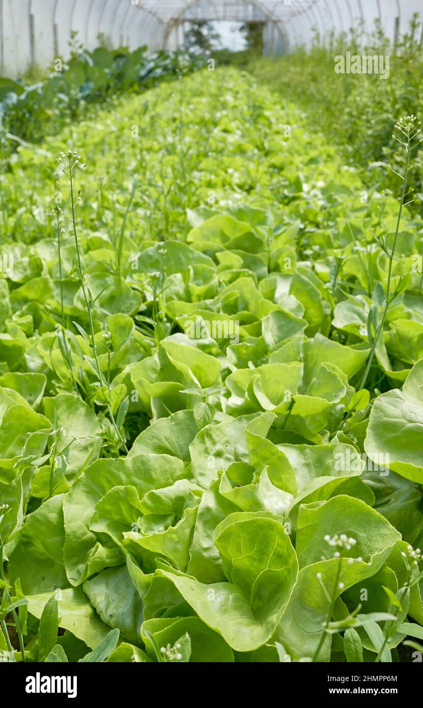 Biologischer Salatanbau in einem Gewächshaus, selektiver Fokus auf den Vordergrund. Stockfoto