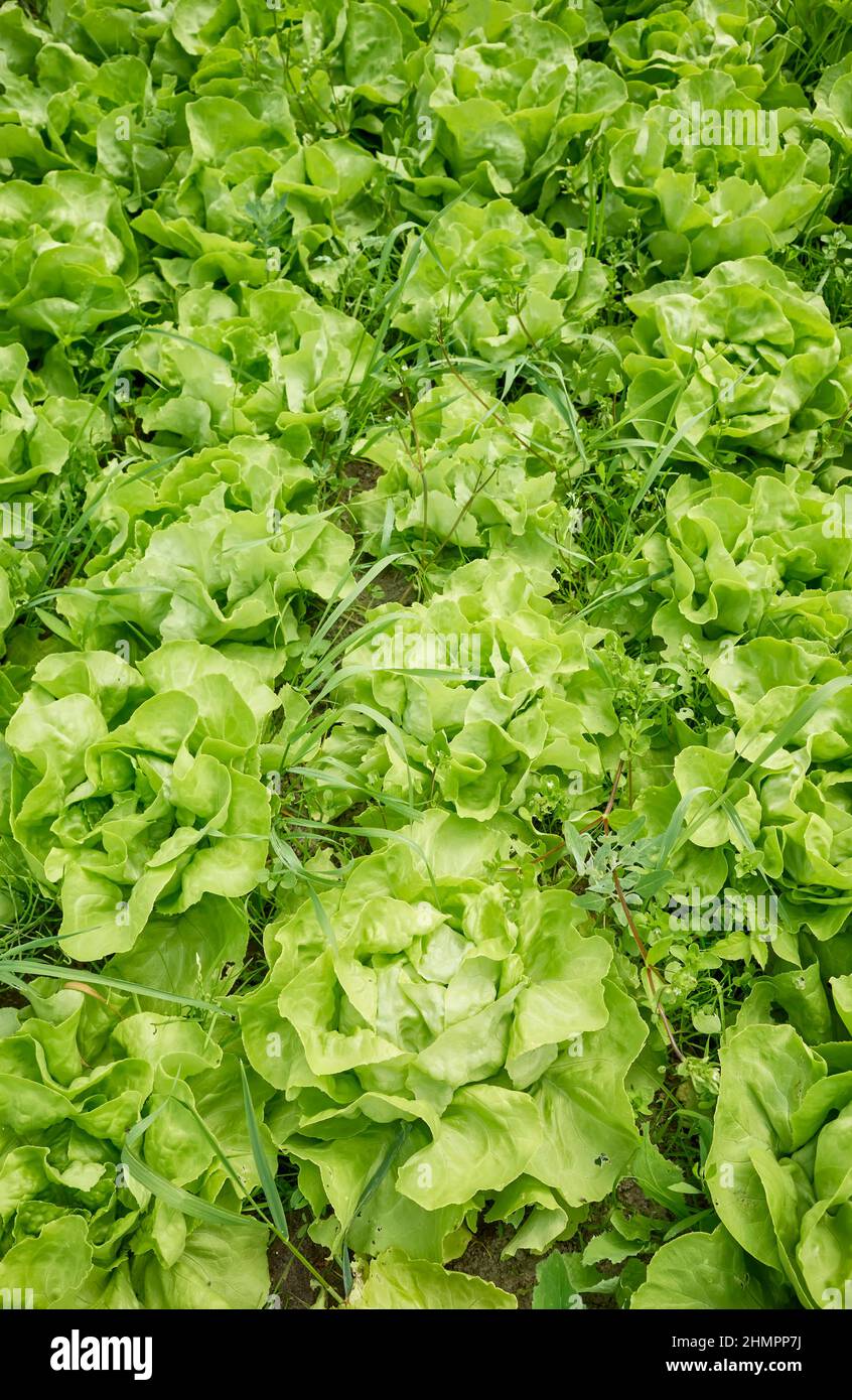 Biologischer Salat-Anbau, selektiver Fokus. Stockfoto