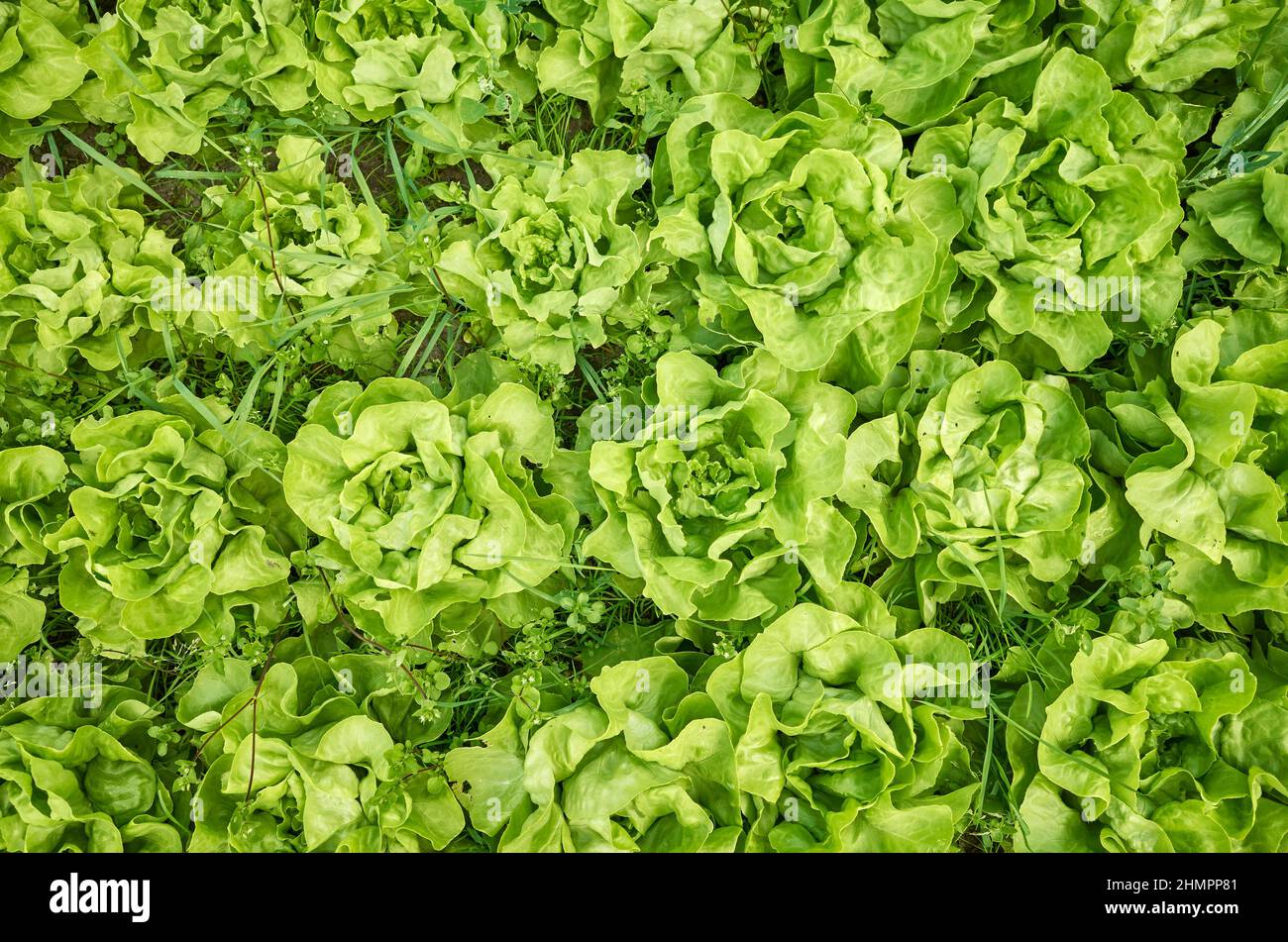 Bio-Salat-Anbau, von oben nach unten. Stockfoto