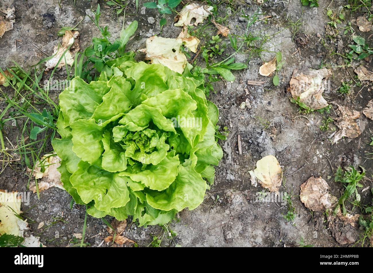 Bio-Salat, Ansicht von oben nach unten, selektiver Fokus. Stockfoto