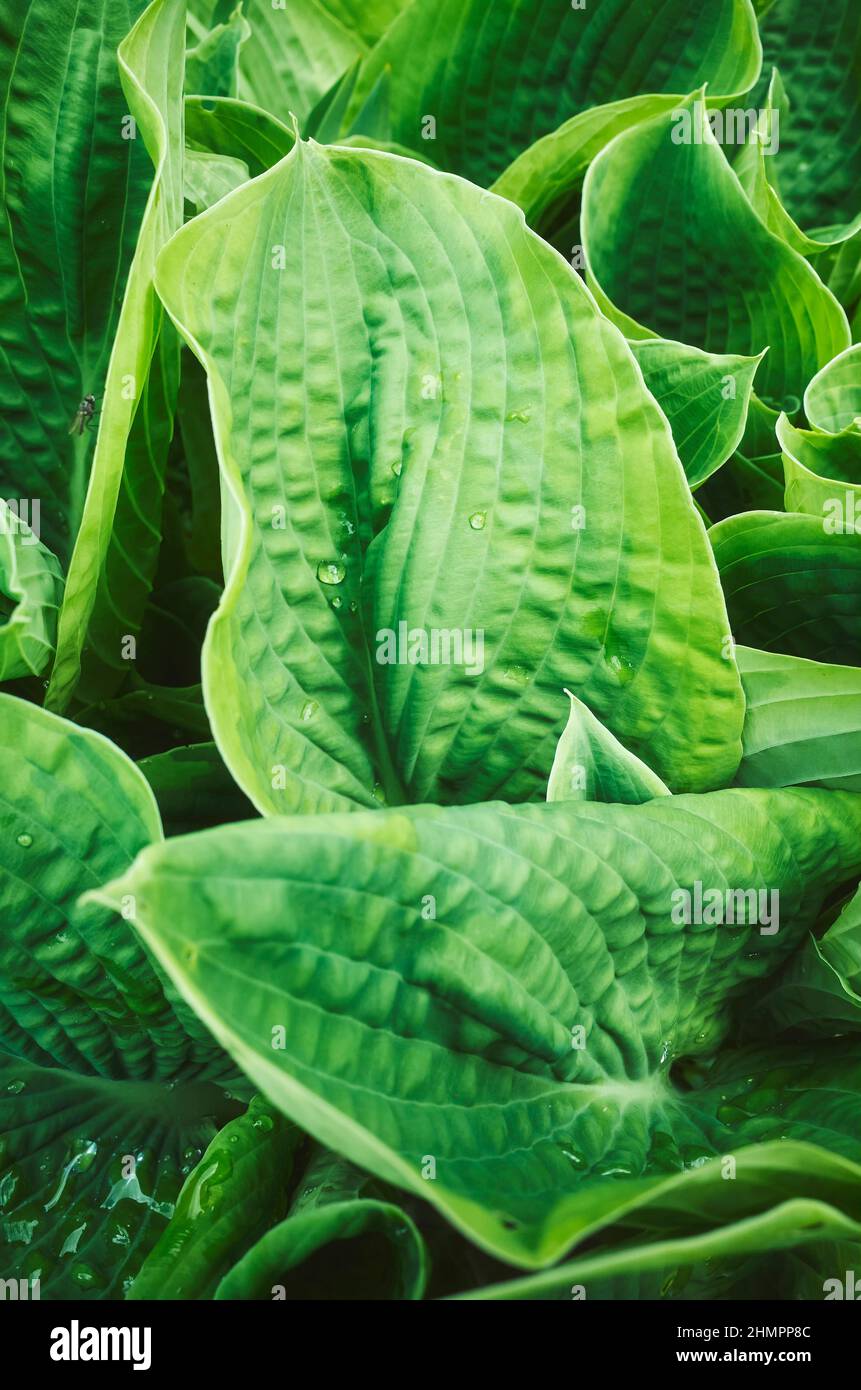 Nahaufnahme eines grünen Blattes, selektiver Fokus, natürlicher Hintergrund. Stockfoto