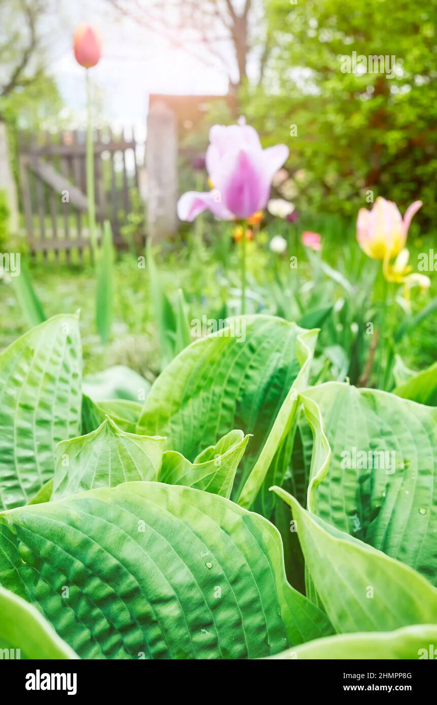 Nahaufnahme eines grünen Blattes in einem Garten, selektiver Fokus. Stockfoto