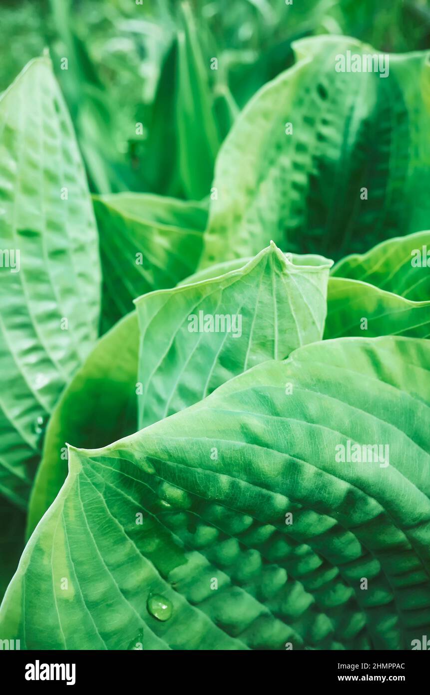 Nahaufnahme eines grünen Blattes, selektiver Fokus, natürlicher Hintergrund Stockfoto