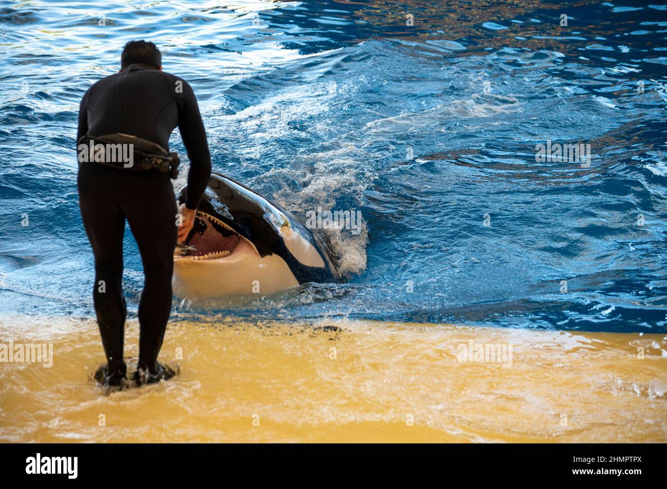 Loro Park, Puerto de la Cruz, Teneriffa, Kanarische Inseln, Spanien, Dezember 16, 2021. Trainierte große schwarz-weiße Orcas Wale treten vor Touristen auf Stockfoto