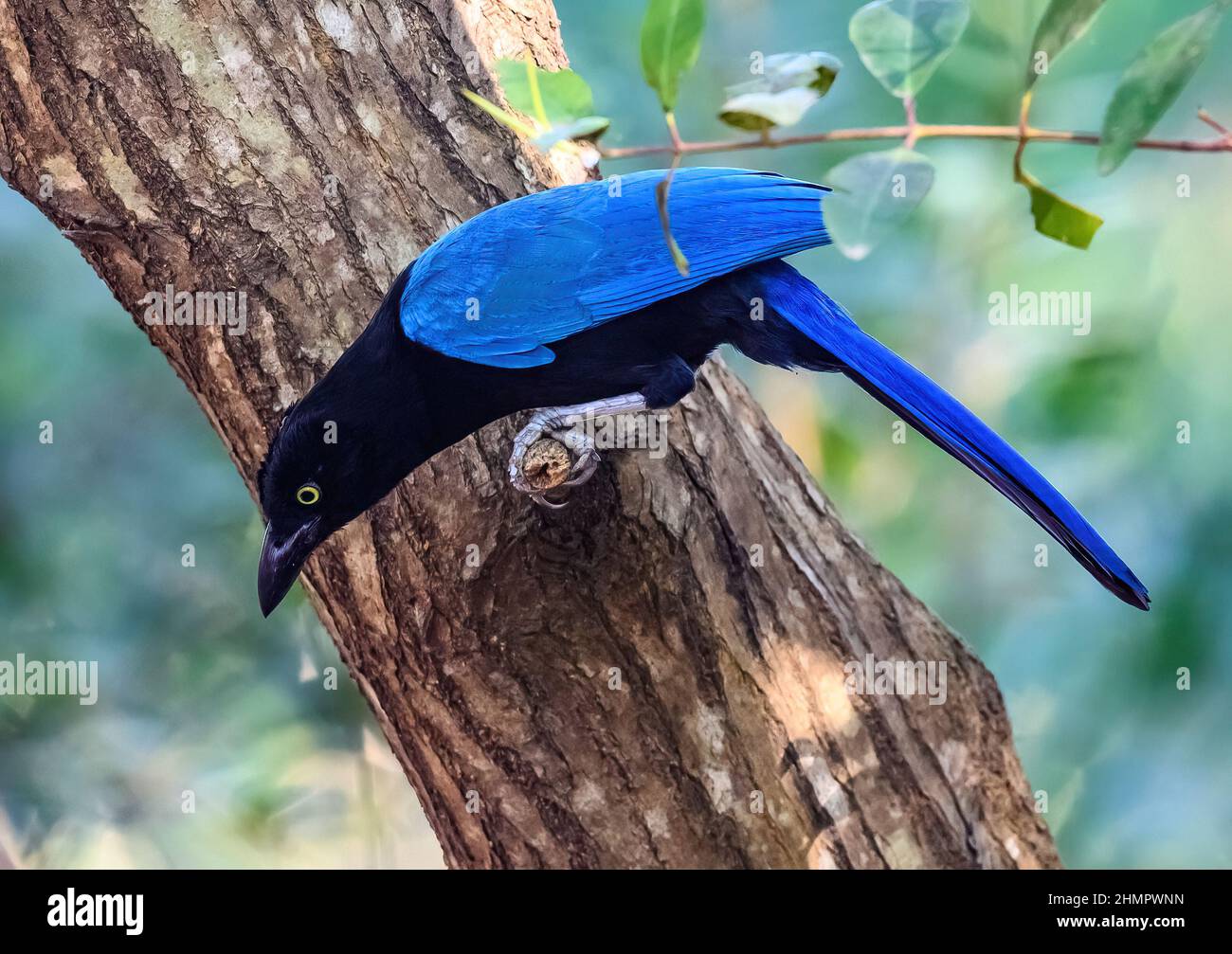 Ein San Blas Jay (Cyanocorax sanblasianus), der auf einem Baum jagend. San Blas, Nayarit, Mexiko. Stockfoto