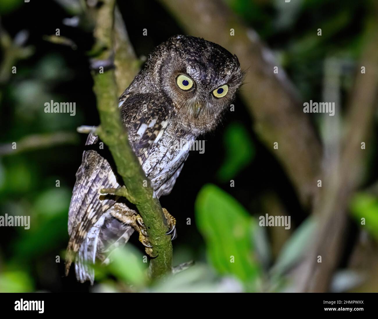 Eine mittelamerikanische Screech-Owl (Megascos guatemalae), die auf einem Ast thront. San Blas, Nayarit, Mexiko. Stockfoto