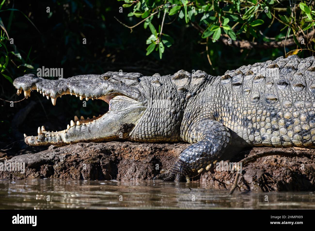 Ein großes amerikanisches Krokodil (Crocodylus acutus), das sich an einem Flussufer in der Sonne sonnt. San Blas, Nayarit, Mexiko. Stockfoto