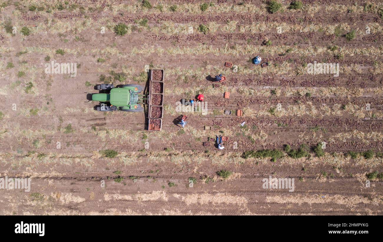 Haifa, Israel - 10. Juni 2020: Arbeiter pflückten rote Zwiebeln in einem landwirtschaftlichen Feld. Luftaufnahme. Stockfoto
