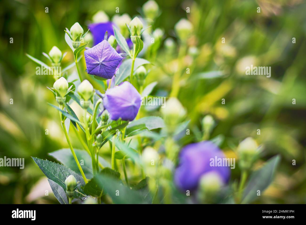 Geschlossene Ballonblume Closeup lila mit natürlichem Licht Stockfoto