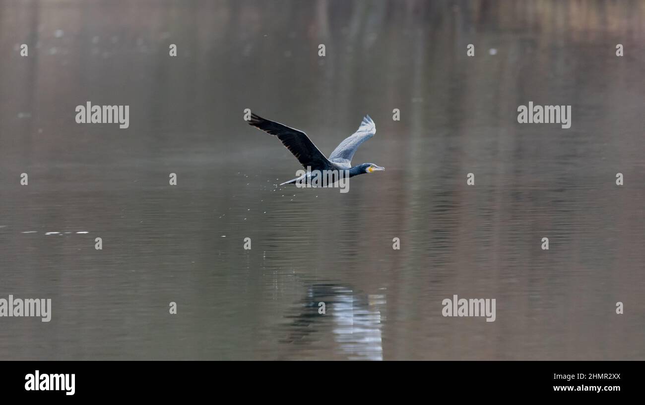 Ein Kormoran fliegt tief über die glatte Wasseroberfläche des Bärensee in Stuttgart. Backlight Vogel, dunkel gefärbtes Wasser, Spiegelung des Cormos Stockfoto