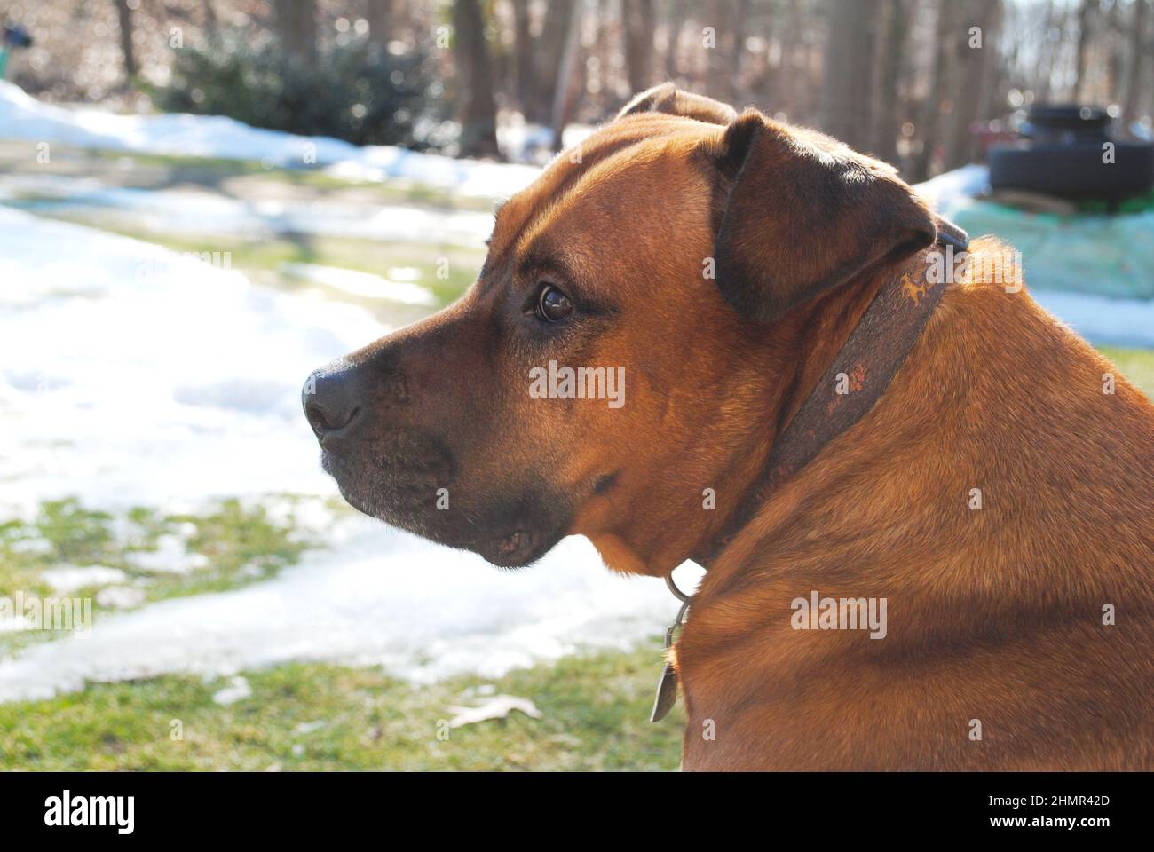 Profil eines großen Mastiff-Hundes draußen an einem kalten sonnigen Tag Stockfoto