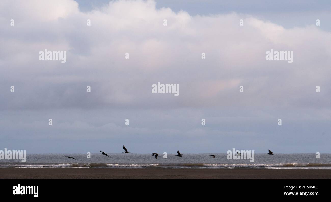 Eine Gruppe von dreifarbigen Reihern wird beim Sonnenaufgang an der Küste von Coqui in der Choco-Region in Kolumbien gesehen. In Coqui - Choco, Kolumbien auf J Stockfoto