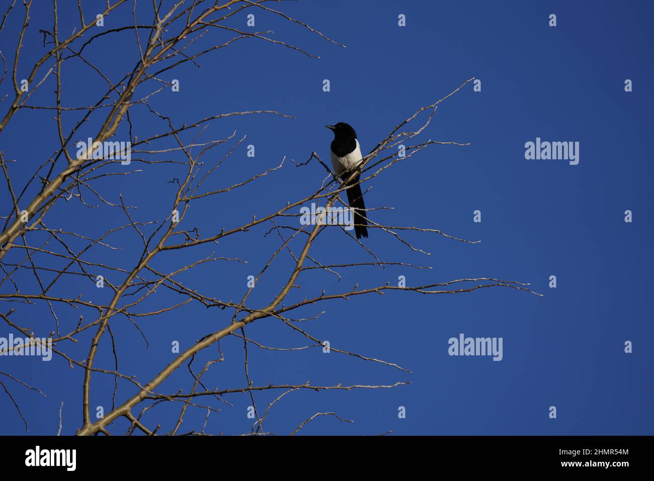Elster thront hoch auf einem Zweig mit blauem Himmel in Scarthingwell North Yorkshire, Eurasischer Elster. Stockfoto