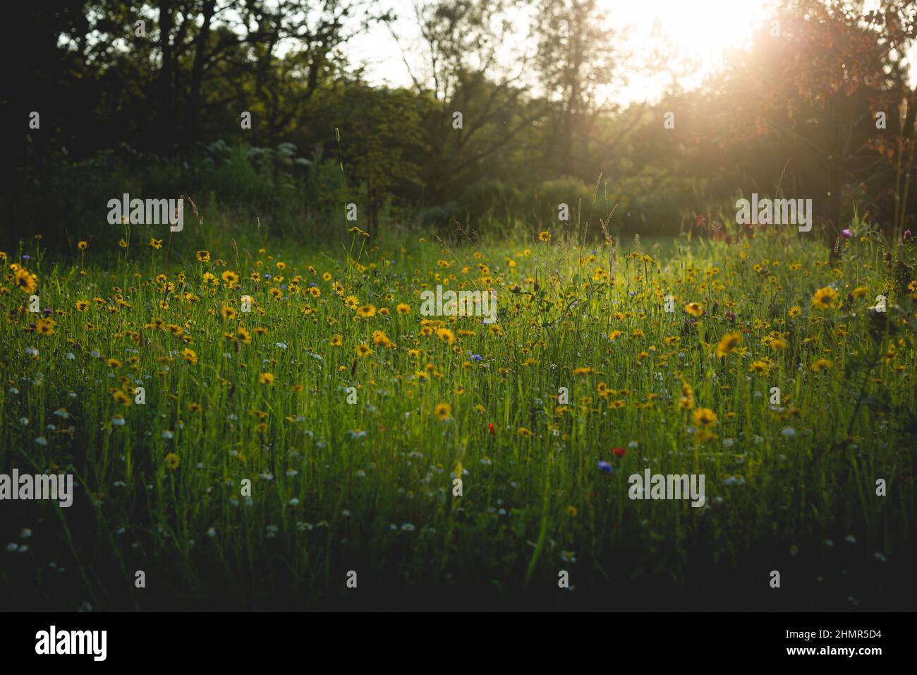 Wildblumenwiese in einem englischen Landgarten. Stockfoto