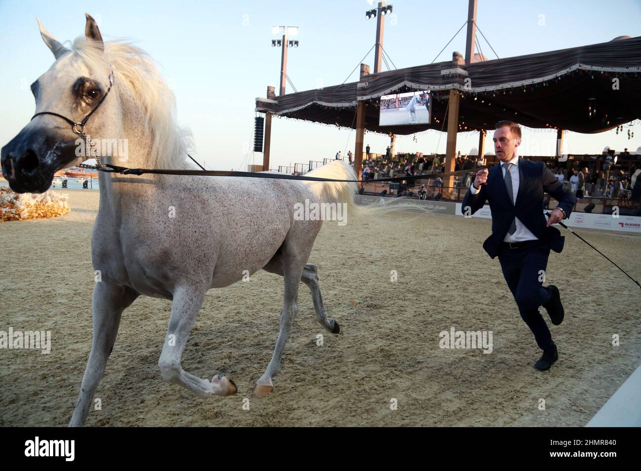 Doha, Katar. 11th. Februar 2022. Das Katara International Arabian Horse Festival (KIAHF) ist ein Weltklasse-Event und das größte Reitersportereignis, das von Katara (Katar) veranstaltet wird. Als eine der weltweit bestplatzierten Shows sind nur die besten Pferde teilnahmeberechtigt. Katar hat bereits 29 internationale Shows und Meisterschaften für reinrassige Araber veranstaltet. (Bild: © Sidhik Keerantakath/Pacific Press via ZUMA Press Wire) Bild: ZUMA Press, Inc./Alamy Live News Stockfoto