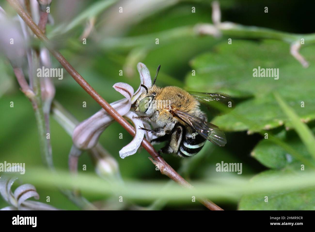 Biene, Amegilla cingulata, bestäubt eine Zebra-Kaktusblüte. Stockfoto