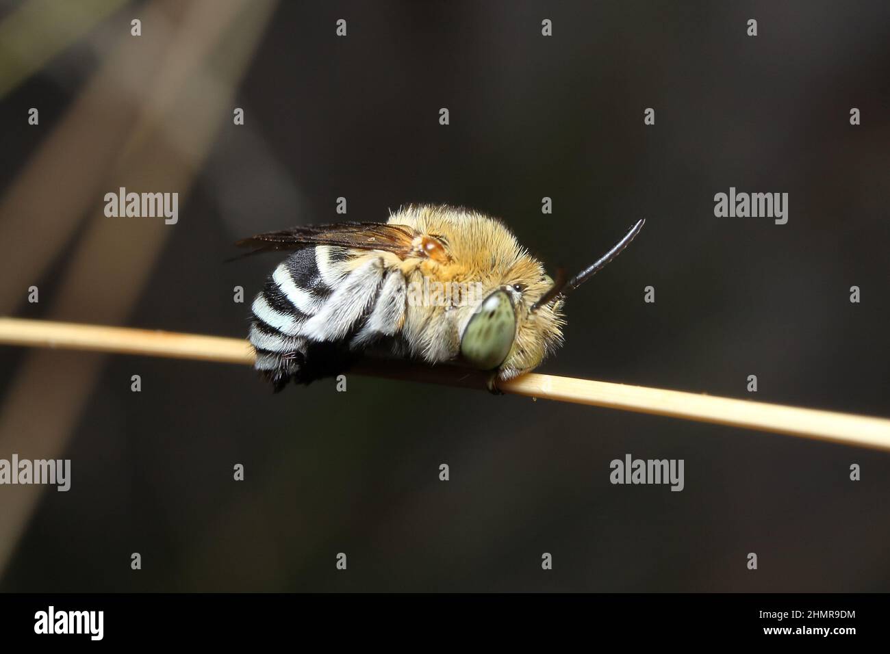 Biene, Amegilla cingulata, männlich, schlafend auf einem trockenen Grasstamm. Stockfoto
