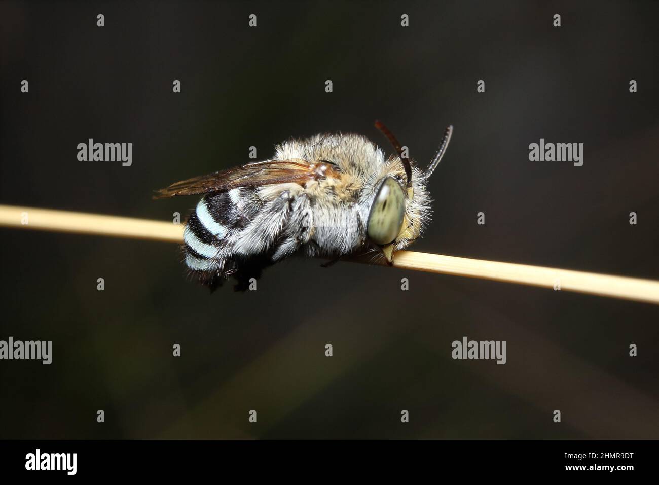 Biene, Amegilla cingulata, Weiblich, schlafend auf einem trockenen Grasstamm. Stockfoto