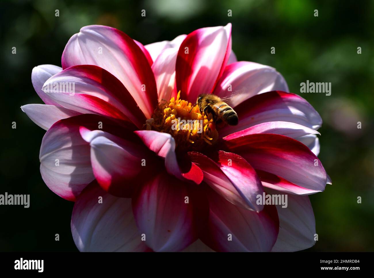 Flache Aufnahme einer weißen dekorativen Dahlie mit rotem Rand und Honigbiene Stockfoto