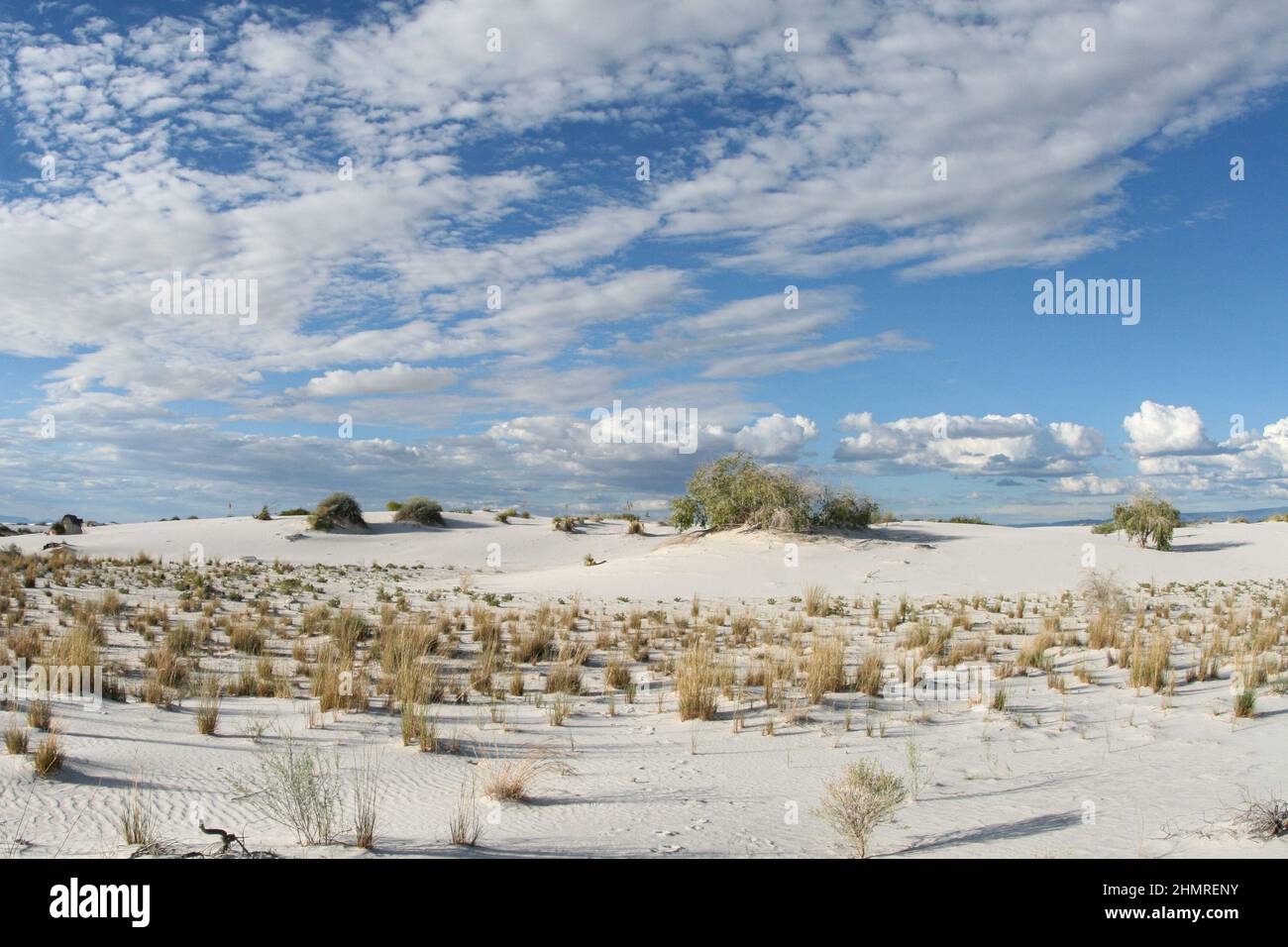 Gräser, Cottonwood-Bäume und Sumacs stabilisieren den windgesponnenen Sand der Dünen. Stockfoto