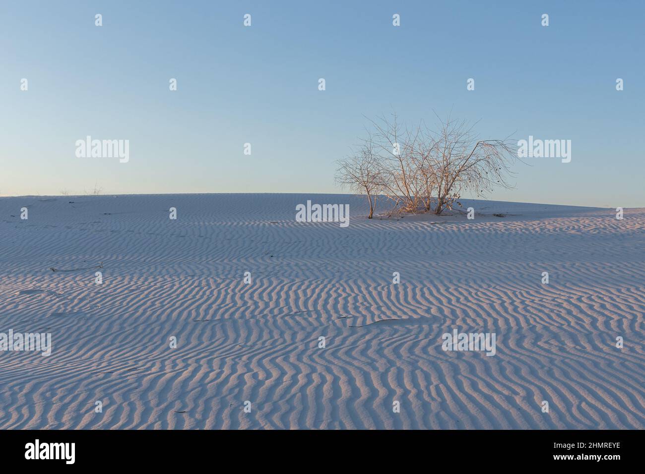 Ein kleiner Hain aus Baumwollholz ragen über dem welligen Gipssand des White Sands National Park, New Mexico. Stockfoto