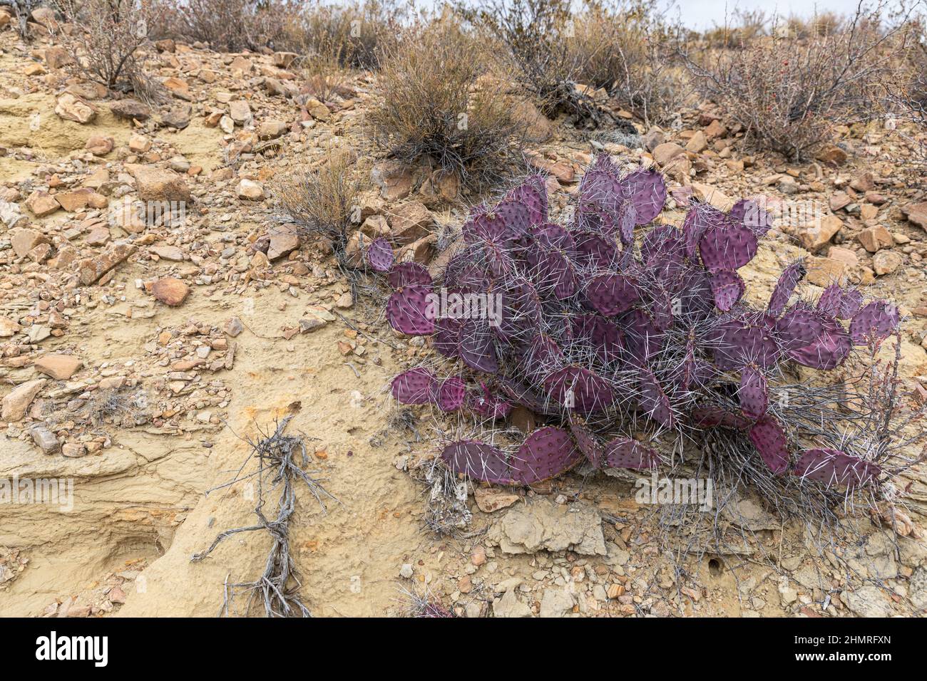 Die Farbe der violetten Kaktusbirne verstärkt sich mit Kälte- und Trockenstress. Stockfoto